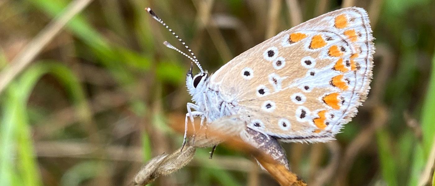 Schmetterling Ostergruss Hoffnungsgeschichten Header
