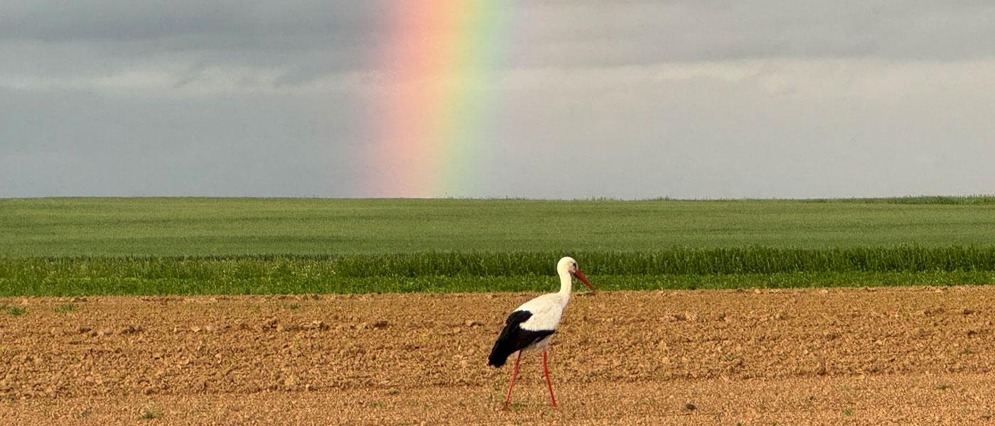 Storch unterm Regenbog