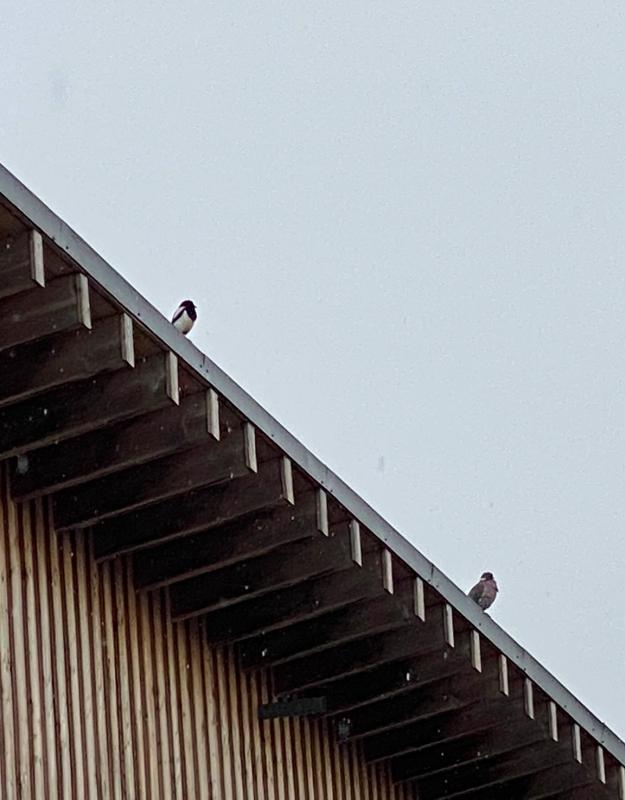 Vögel warten auf Regen