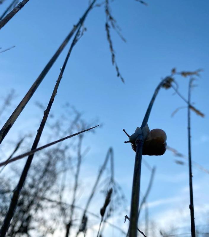 Schnecke am Grashalm
