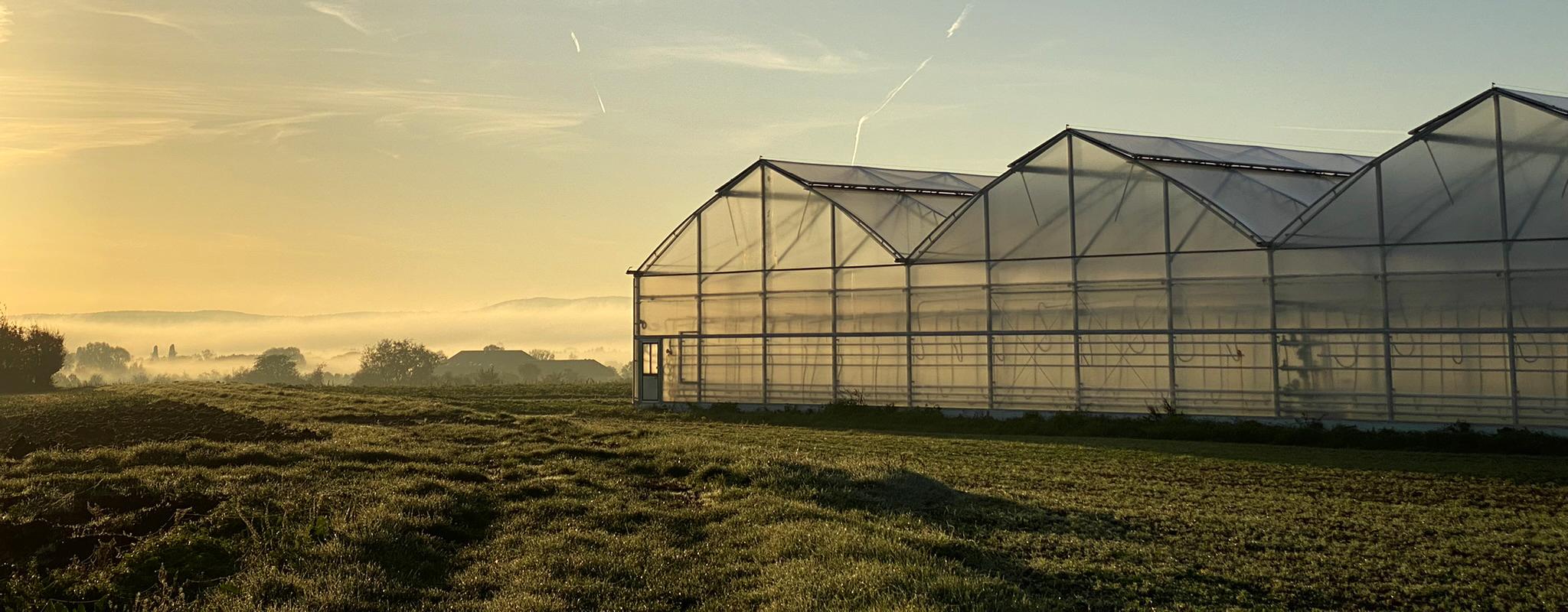 Sonnenaufgang beim Gewächshaus