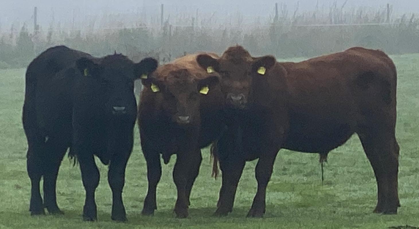 Bullen im Nebel auf der Weide