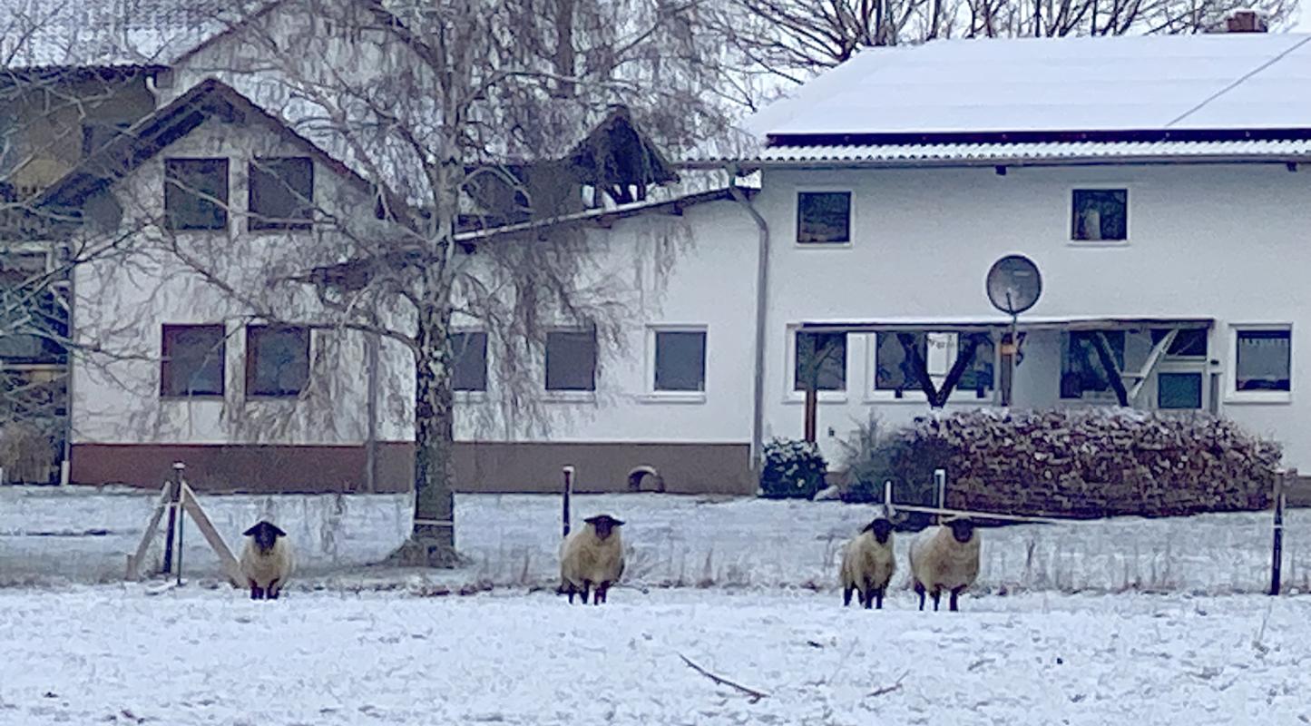 Schafe auf der Weide im Schnee