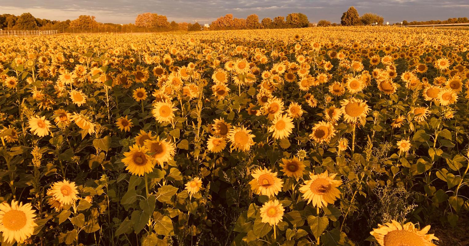 Sonnenblumenfeld im Sonnenaufgang