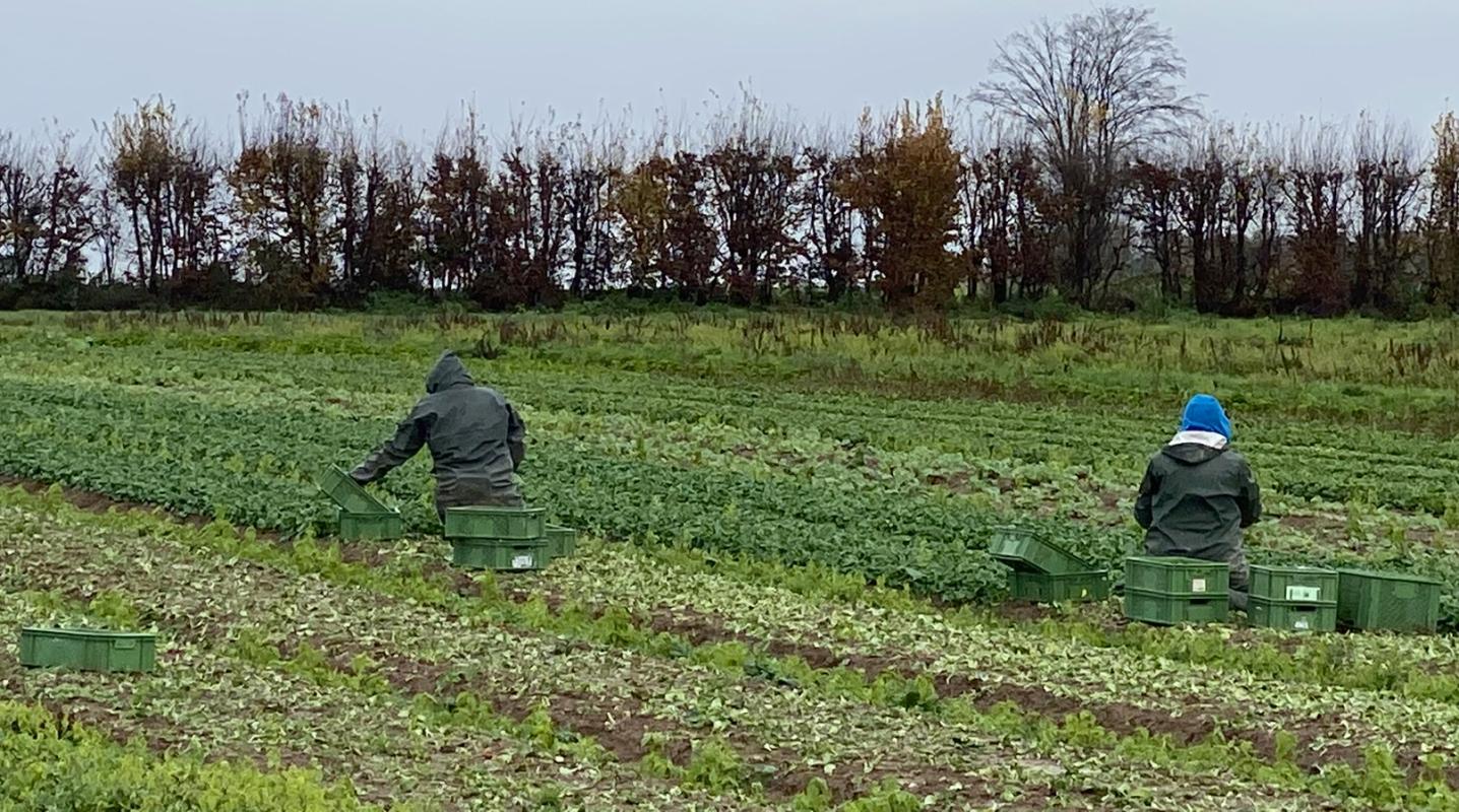 Salaternte im Winter auf dem Acker