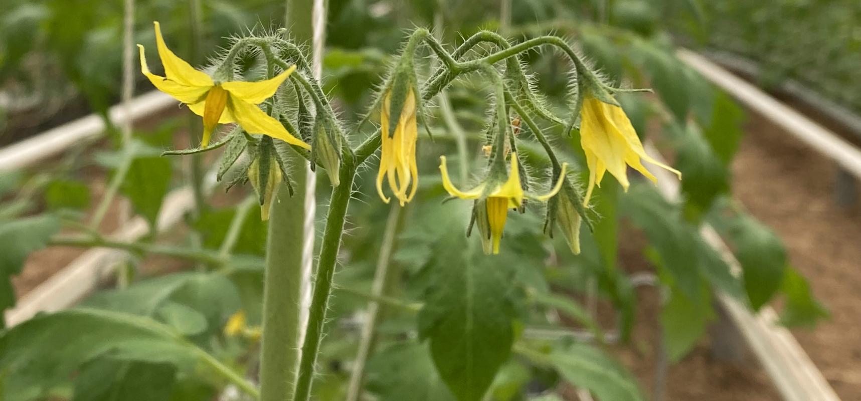Tomatenblüten