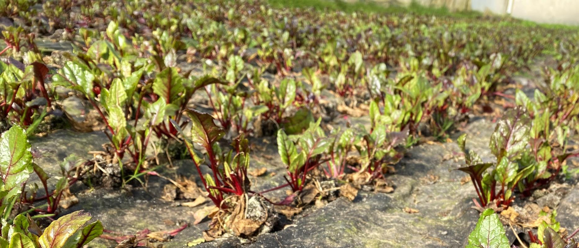 Rote Bete Blätter im Folientunnel