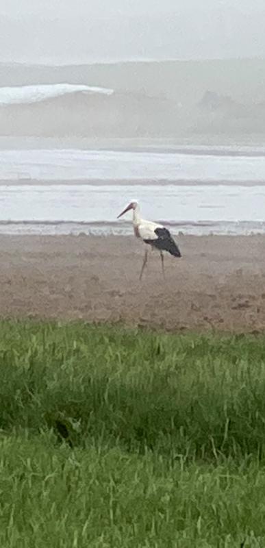 Storch im Morgendunst auf dem Acker