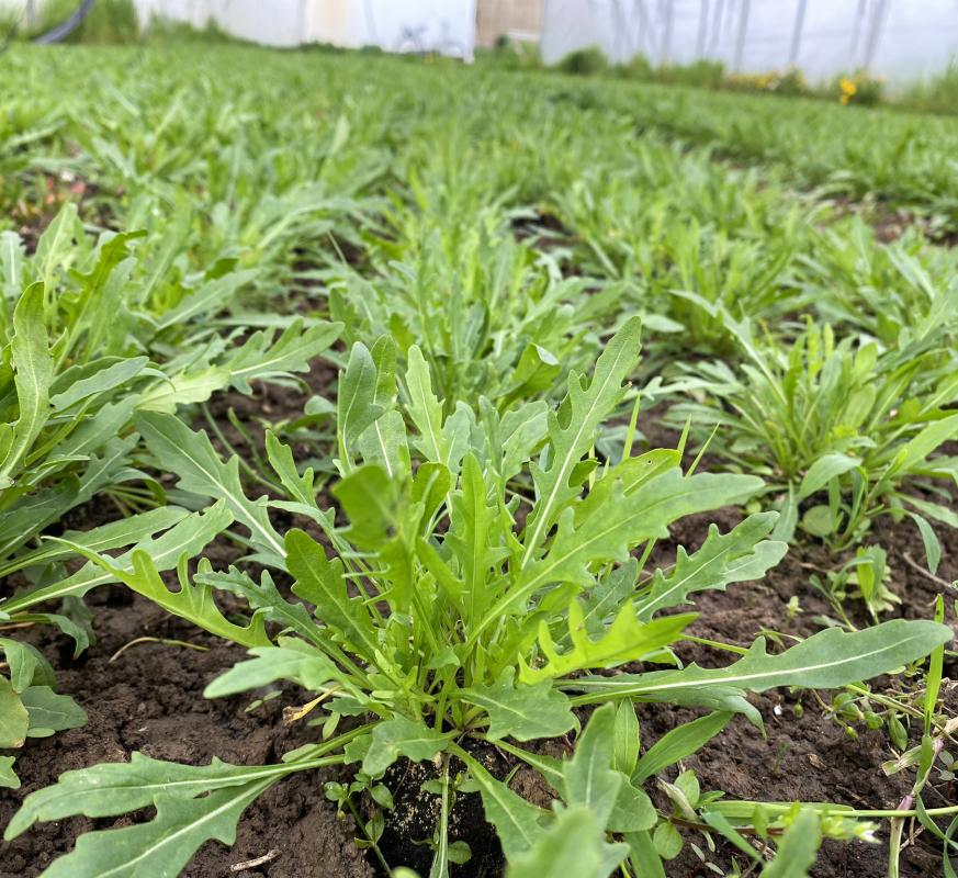 Rucola im Folientunnel