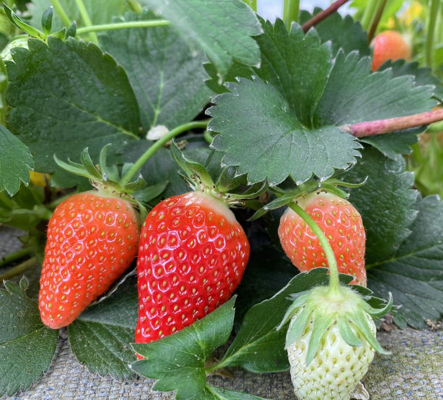 rote Erdbeeren im Folientunnel