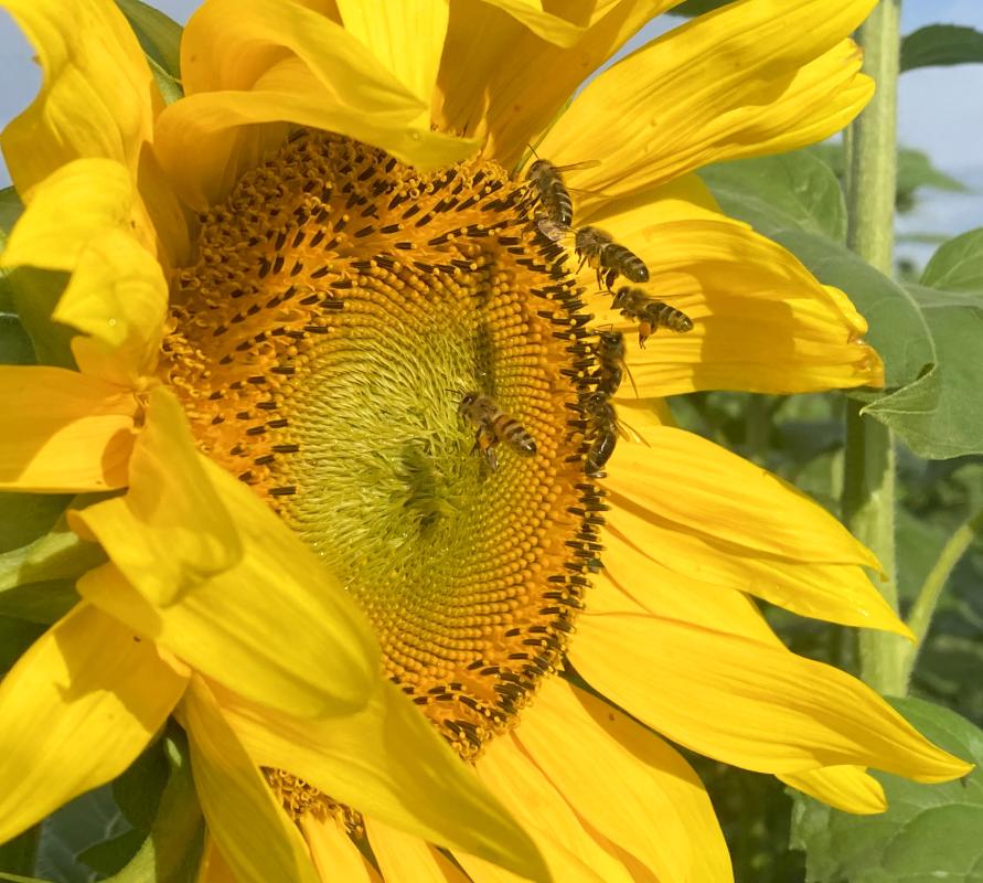 Sonnenblume mit Bienen