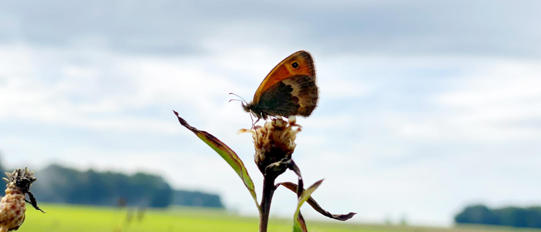 Schmetterling auf einer Blüte