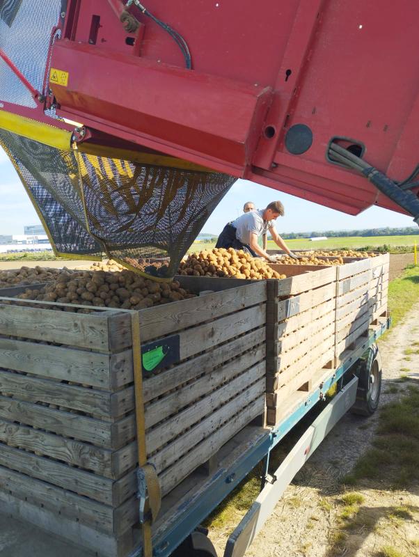 Kartoffeln abbunkern