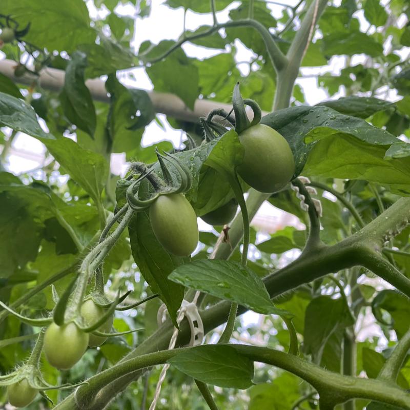 grüne Tomaten im Gewächshaus