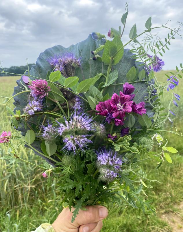 Blumenstrauß aus Gründüngung