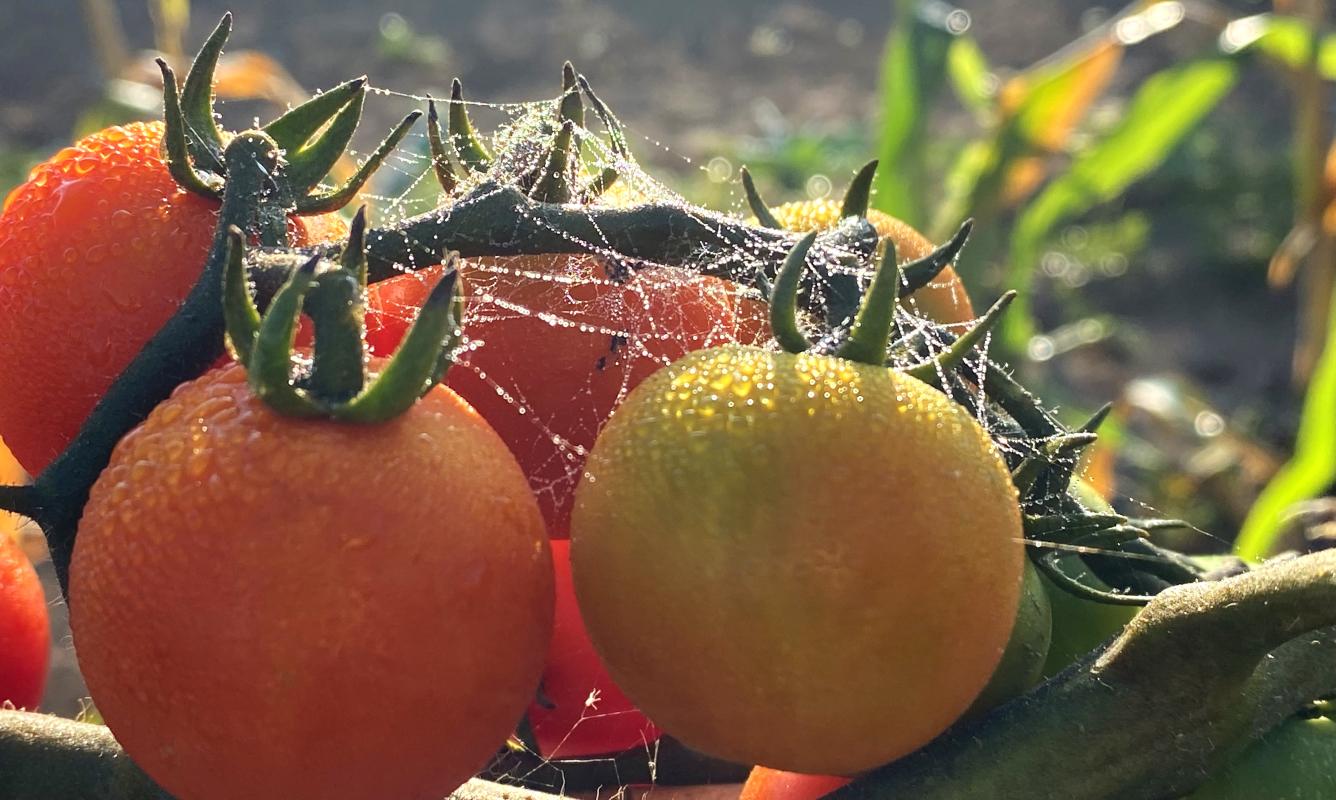 Tomaten im Saisongarten