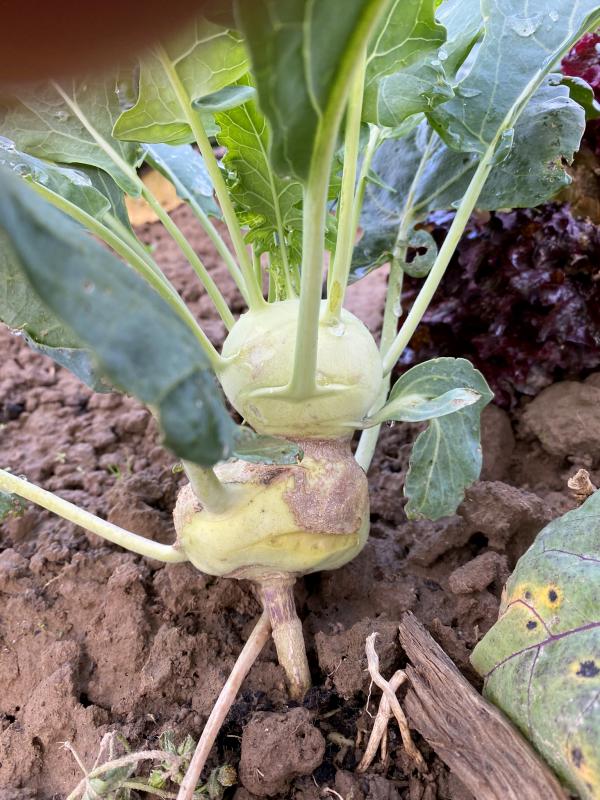 besondere Kohlrabipflanze