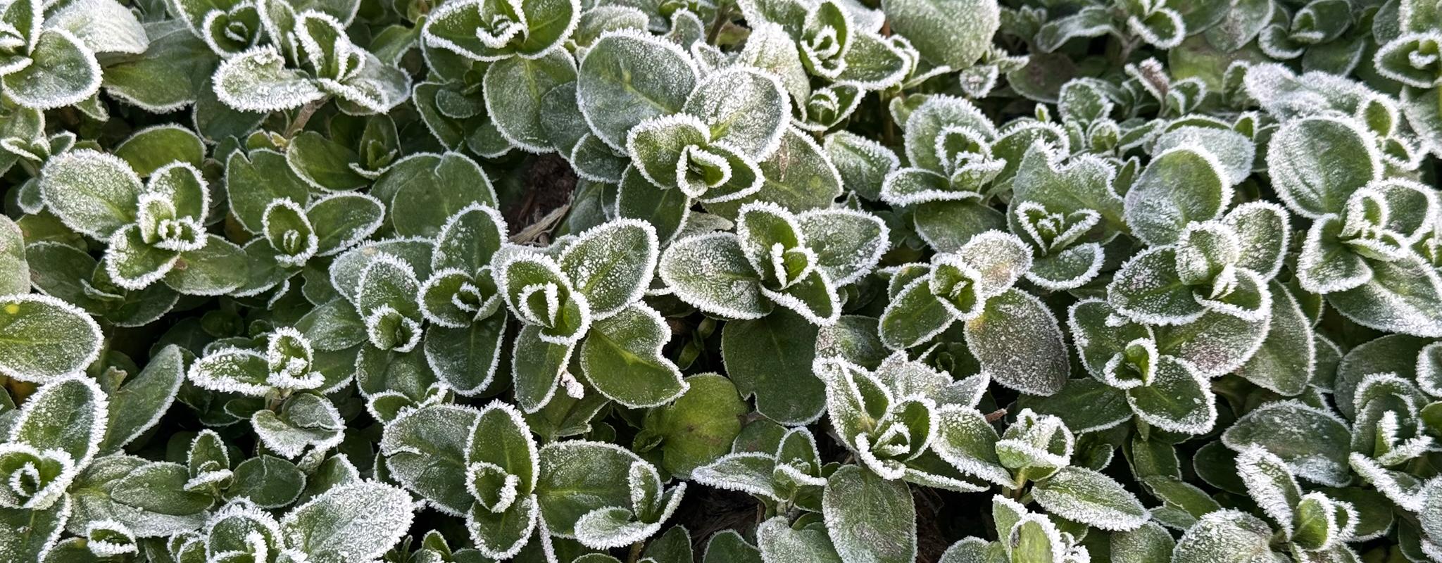Feldsalat auf dem Acker gefroren