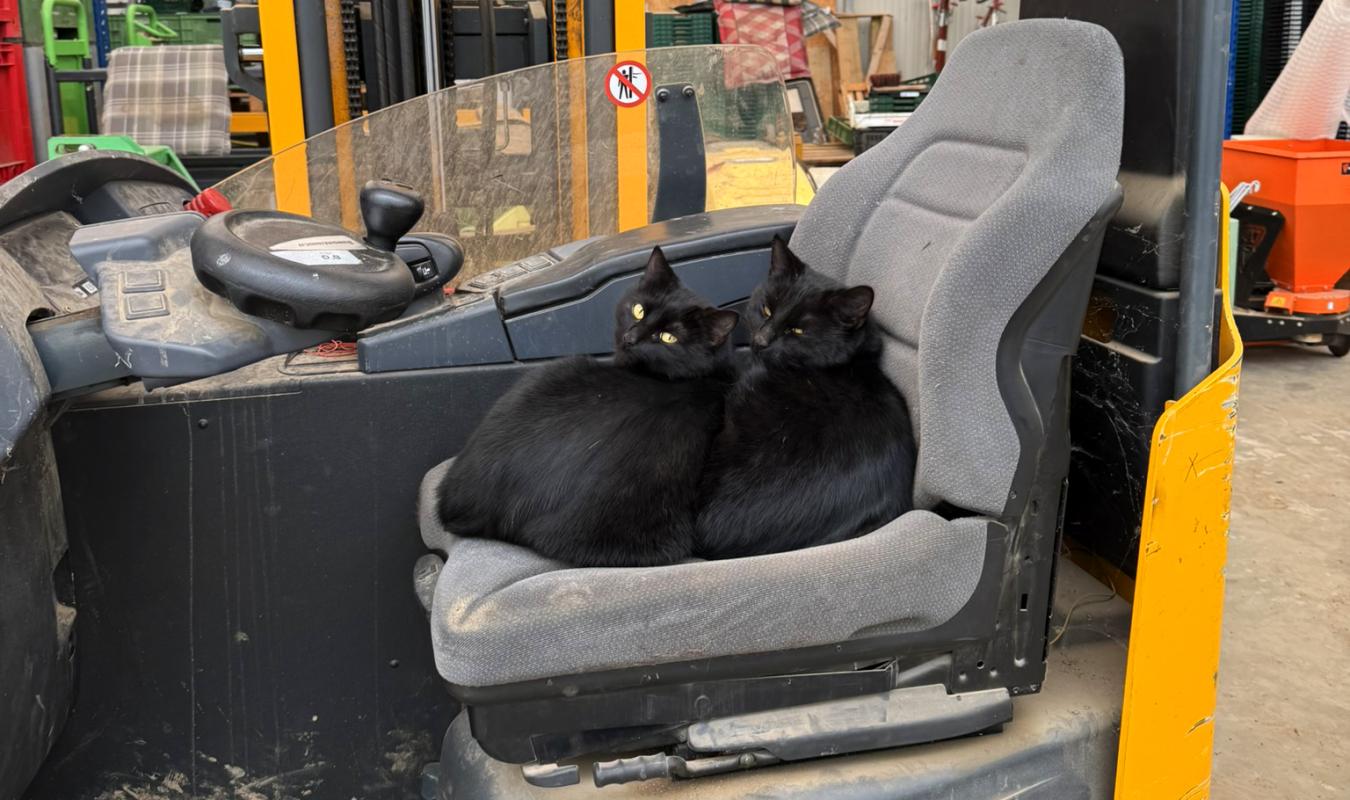 Katzen auf dem Stapler