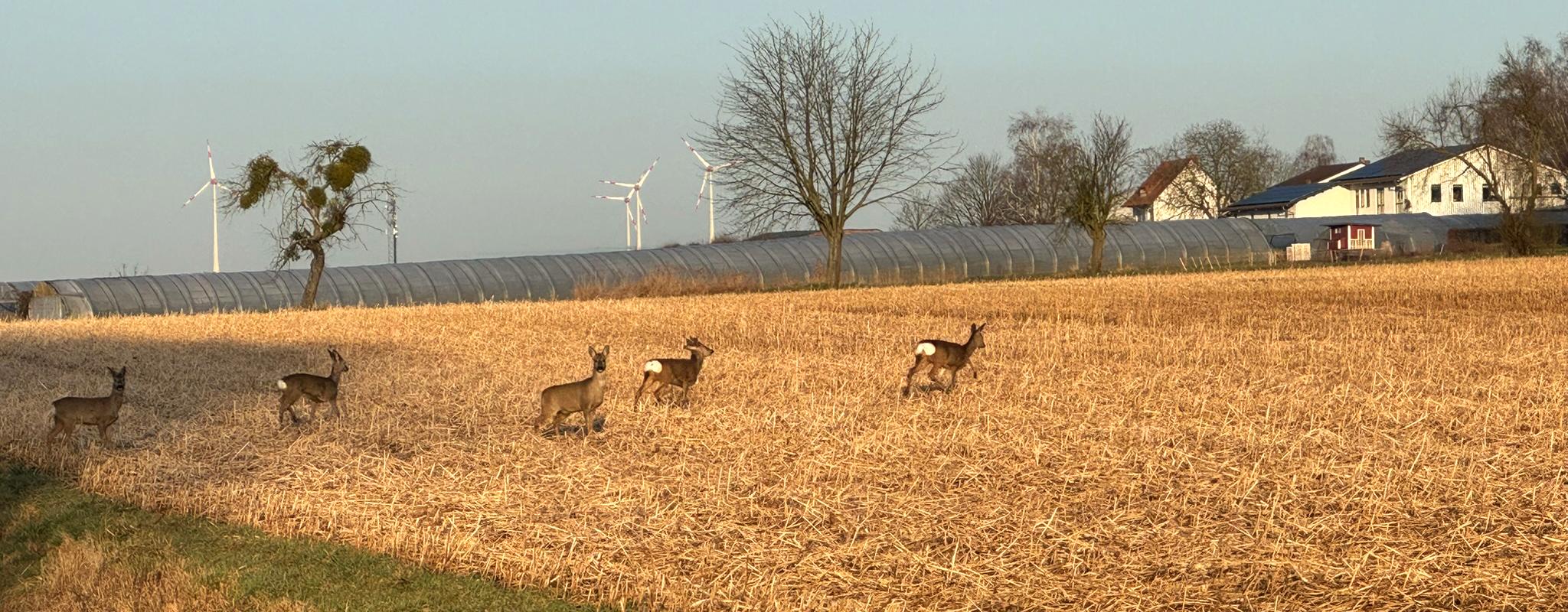Rehe im Feld