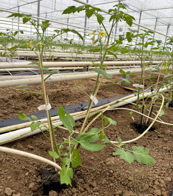 Tomaten im Gewächshaus