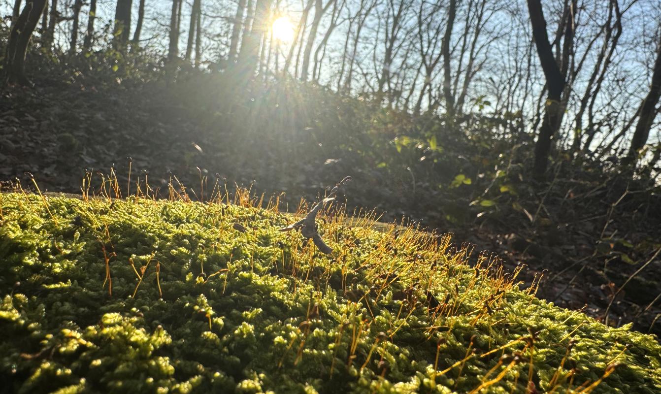 Sonne im Wald