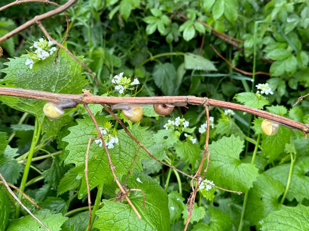 Schnecken am Wegrand