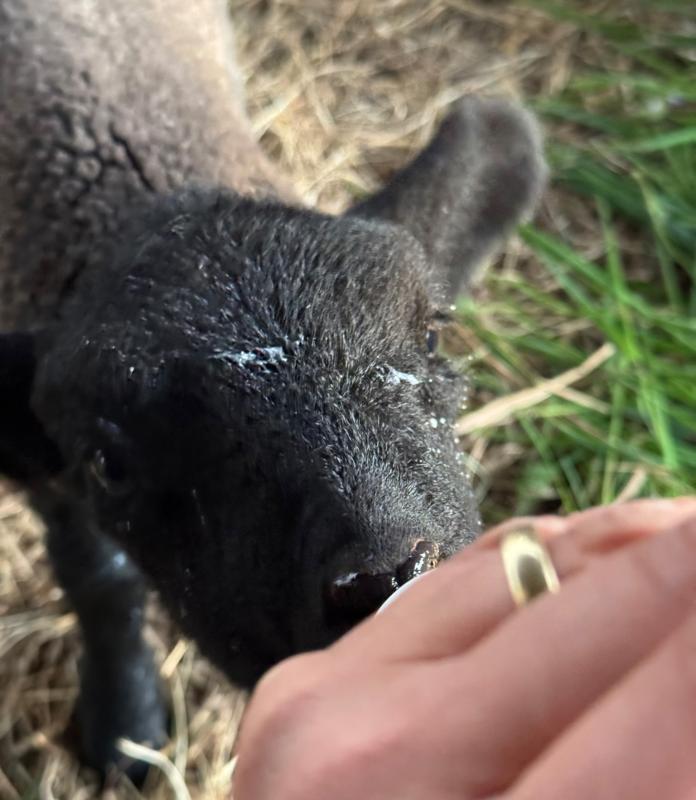 Fütterung Lamm Elsa