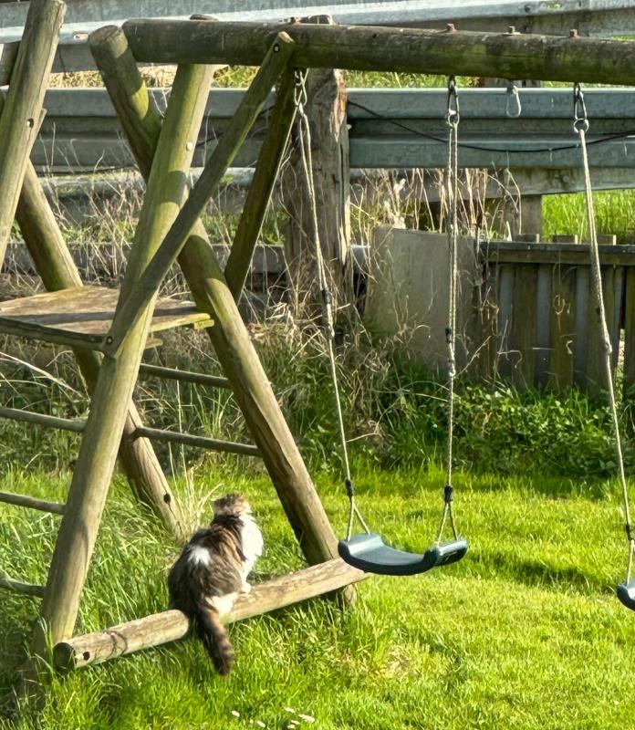 Katze auf der Schaukel
