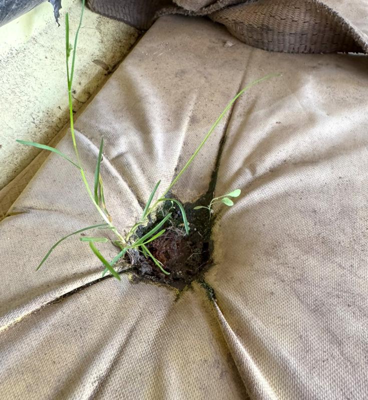 Gras im Sitzpolster