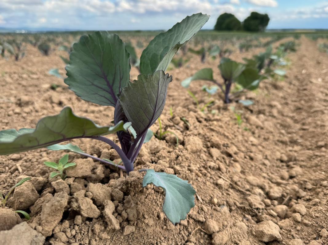 Rotkohl auf dem Acker