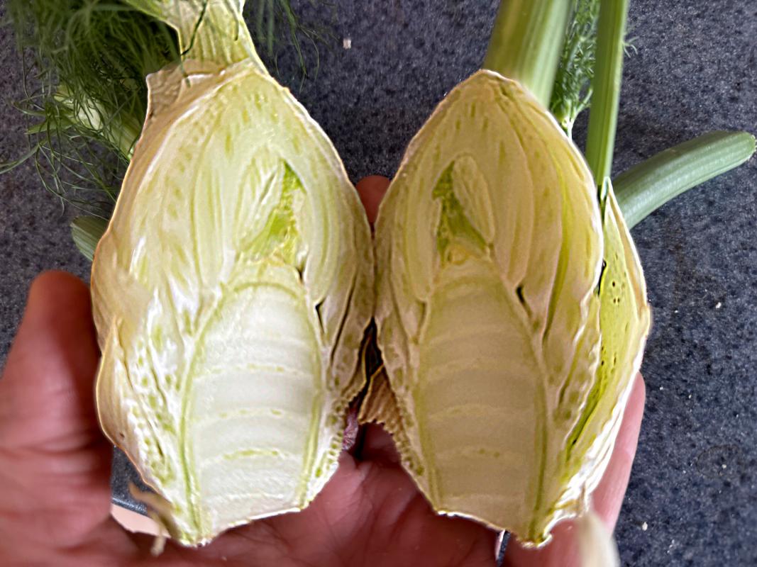 Geschossener Fenchel