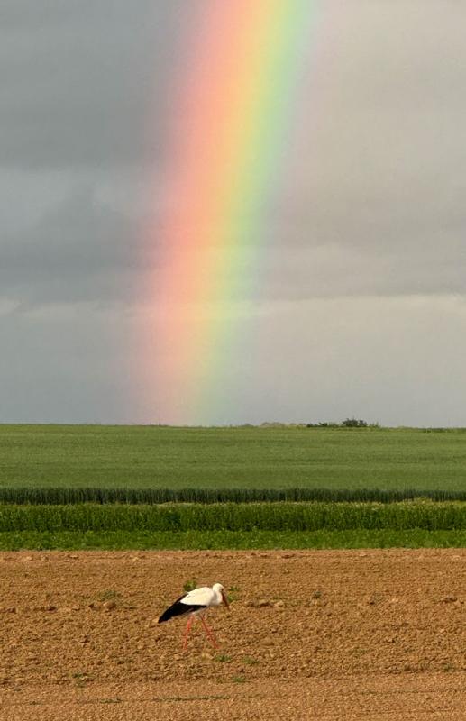 Storch unterm Regenbog