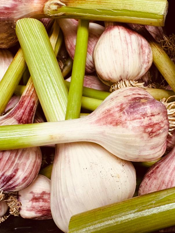 Frischer Knoblauch