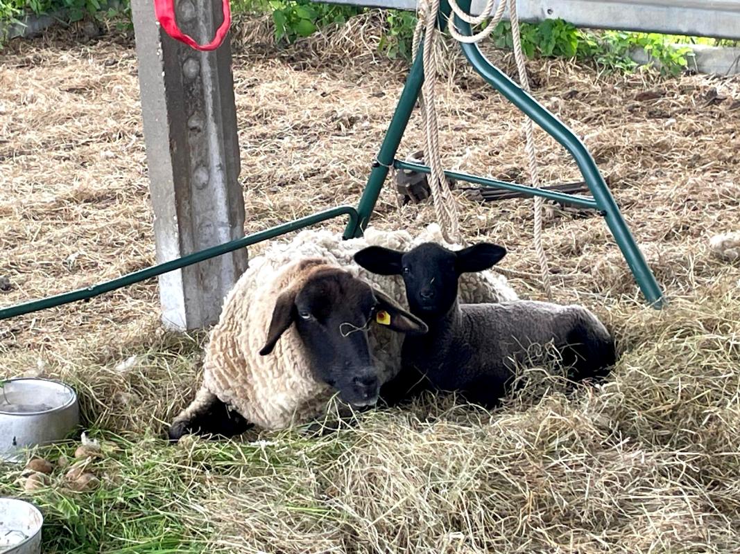 Loreley und Elsa im Stall