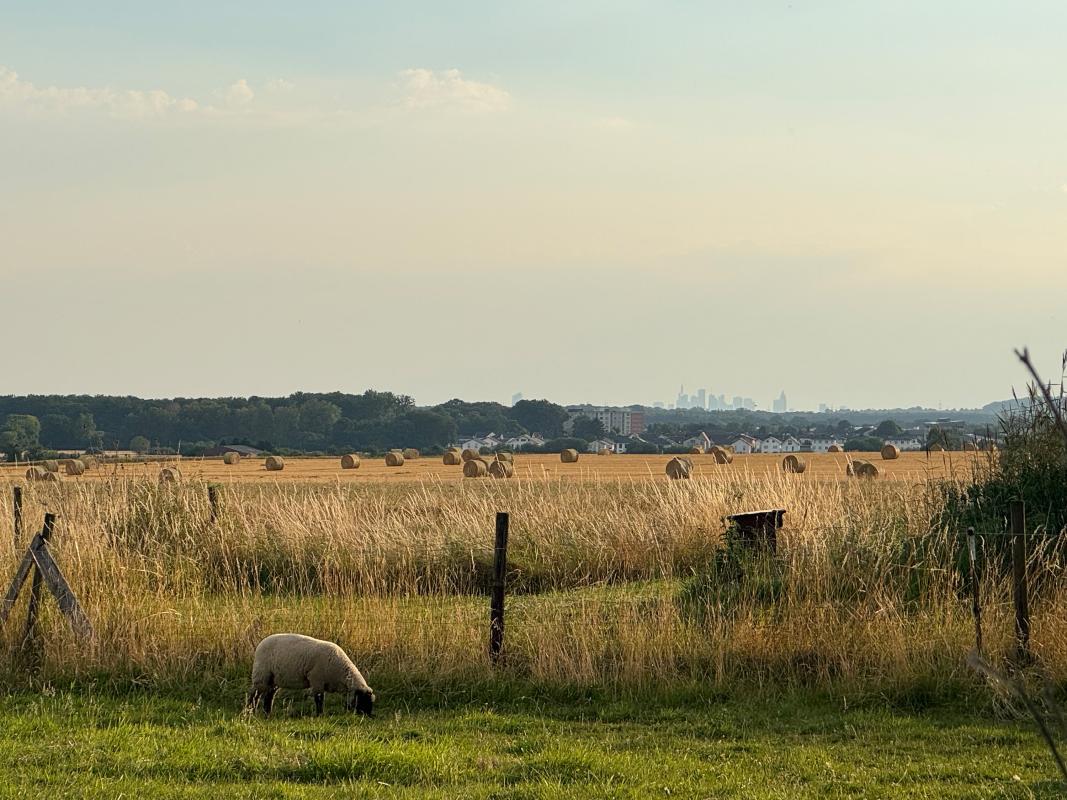 Schafe auf der Weide und Strohballen im Hintergrund