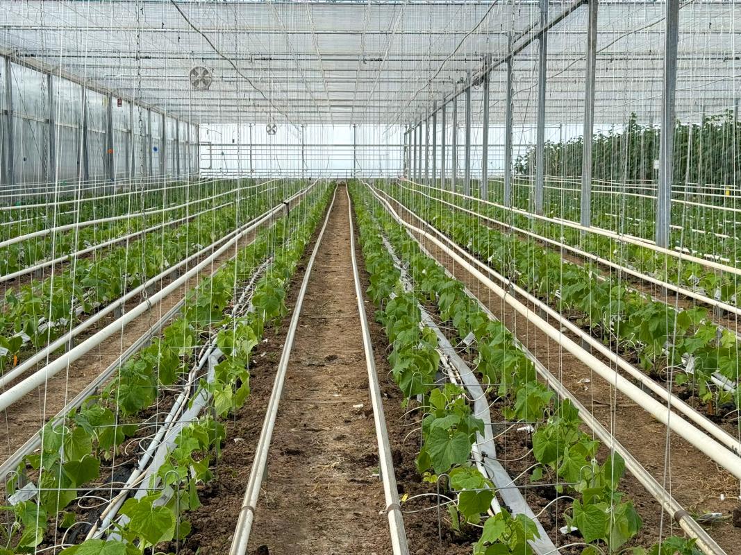 Neuer Satz Gurken im Gewächshaus