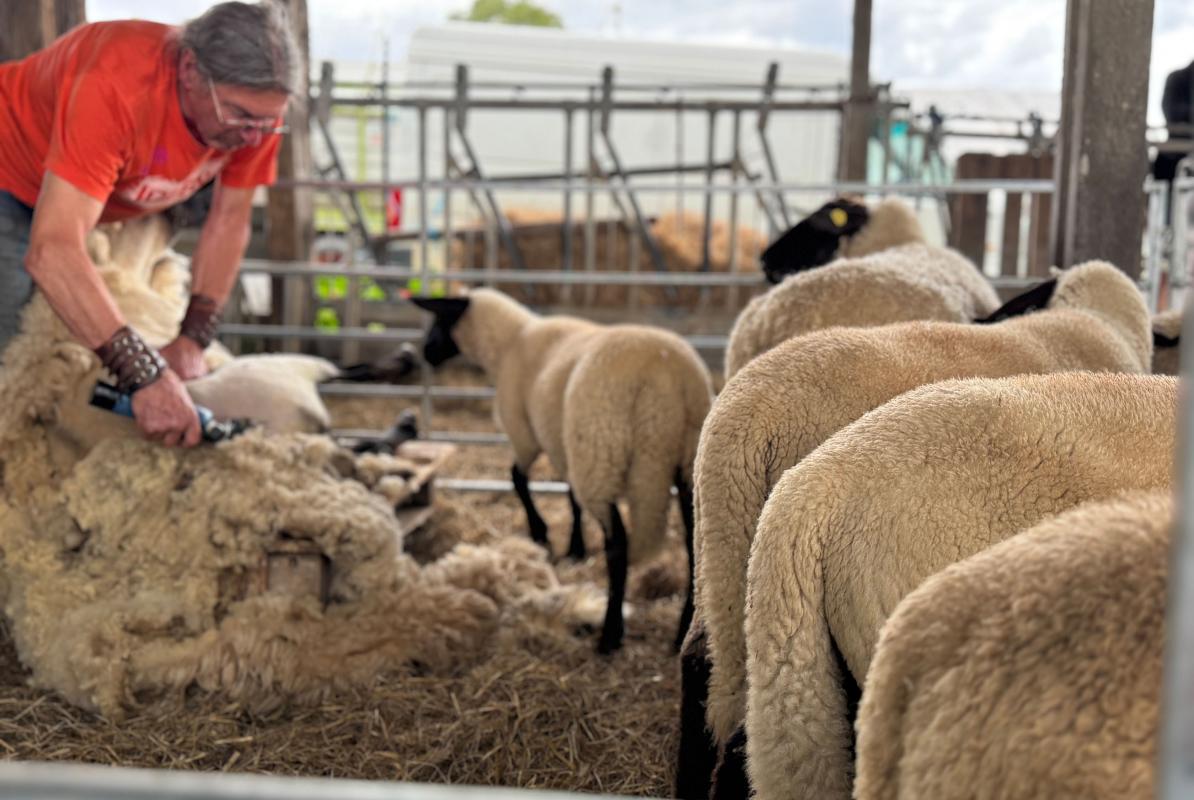 Jo beim Scheren der Schafe