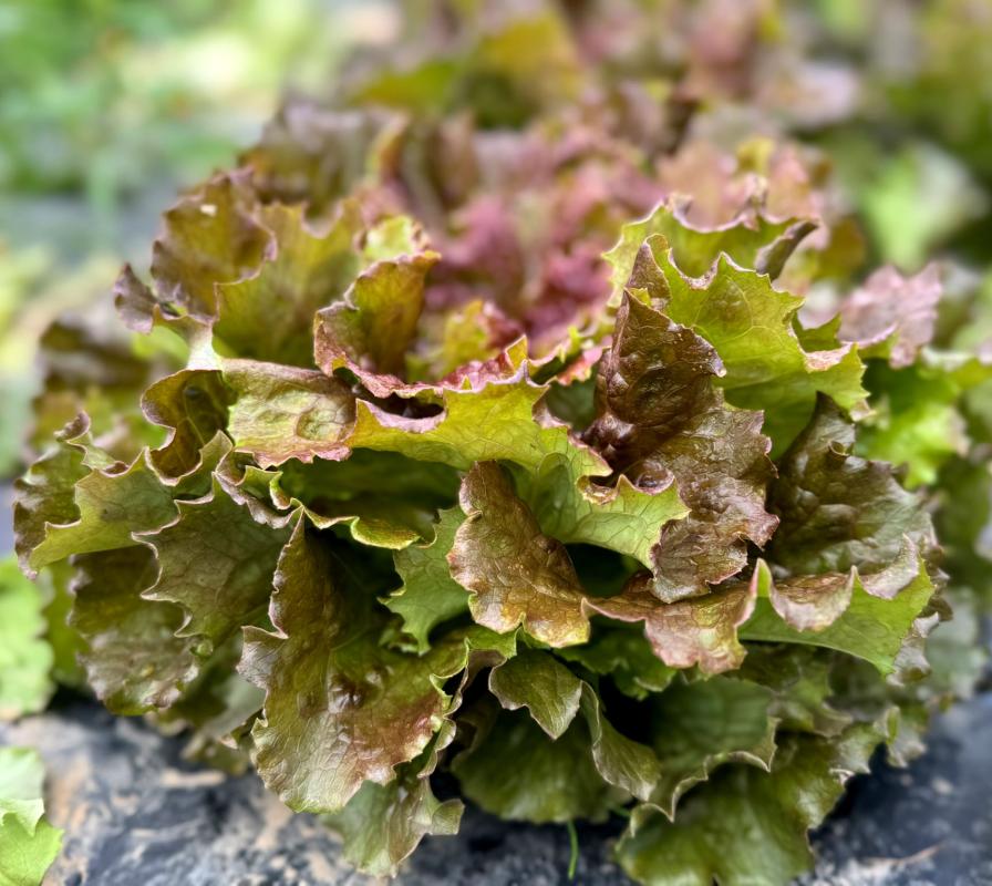 Batavia rot auf dem Acker