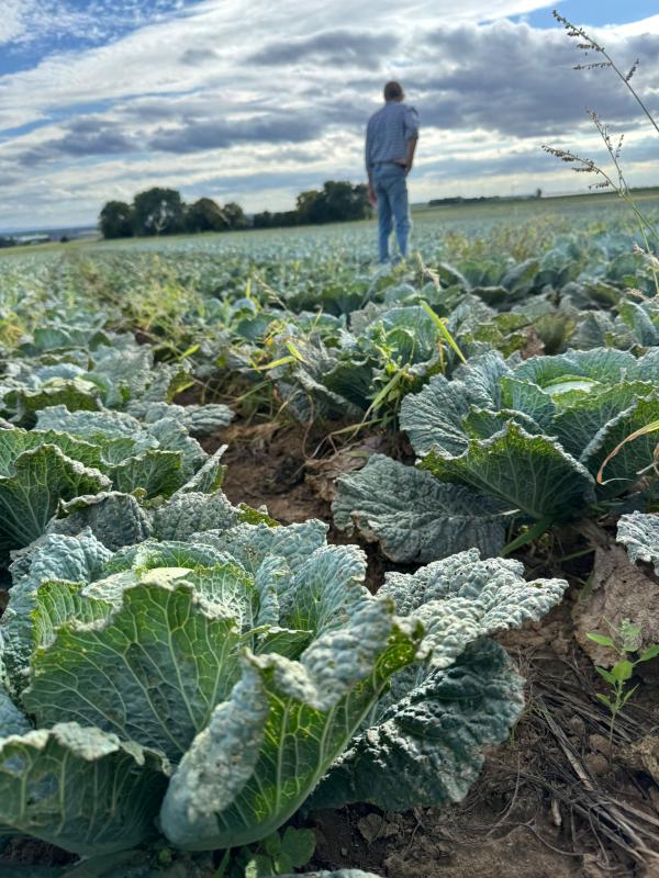 Thomas auf dem Wirsingacker