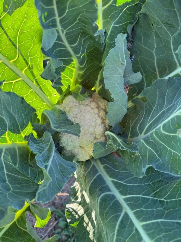 Blumenkohl auf dem Acker