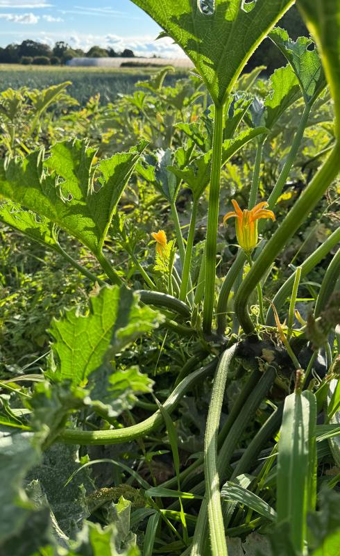 Zucchini auf dem Acker