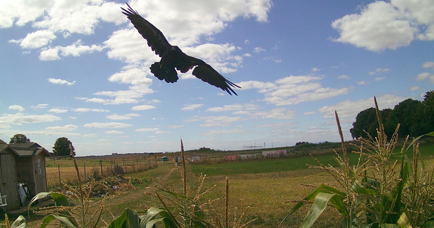 Greifvogel im Saisongarten