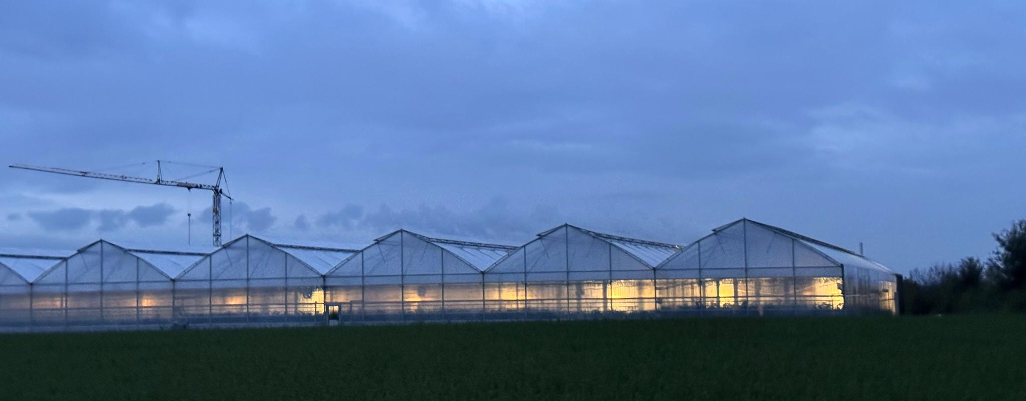 Gewächshaus im Morgengrauen