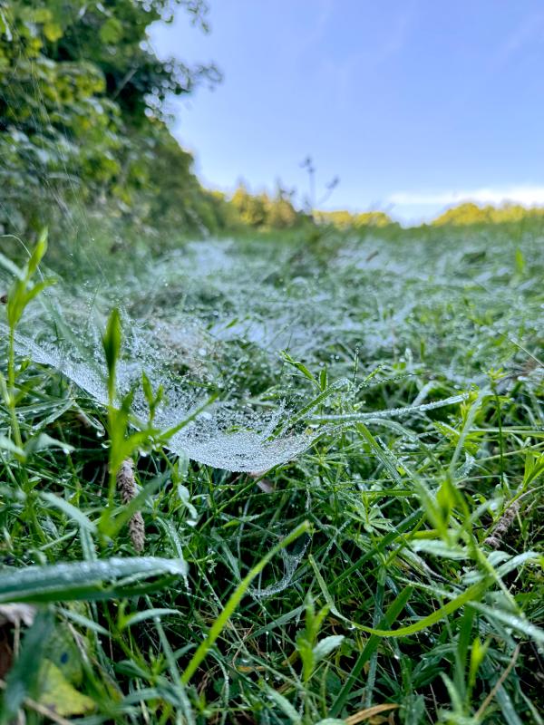 Spinnweben in der Wiese