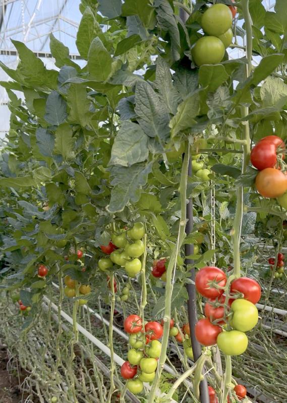 Tomaten im Gewächshaus Saisonende
