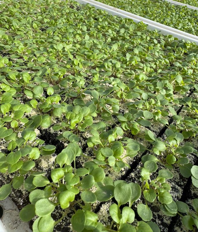 Barbarakraut Pflanzen