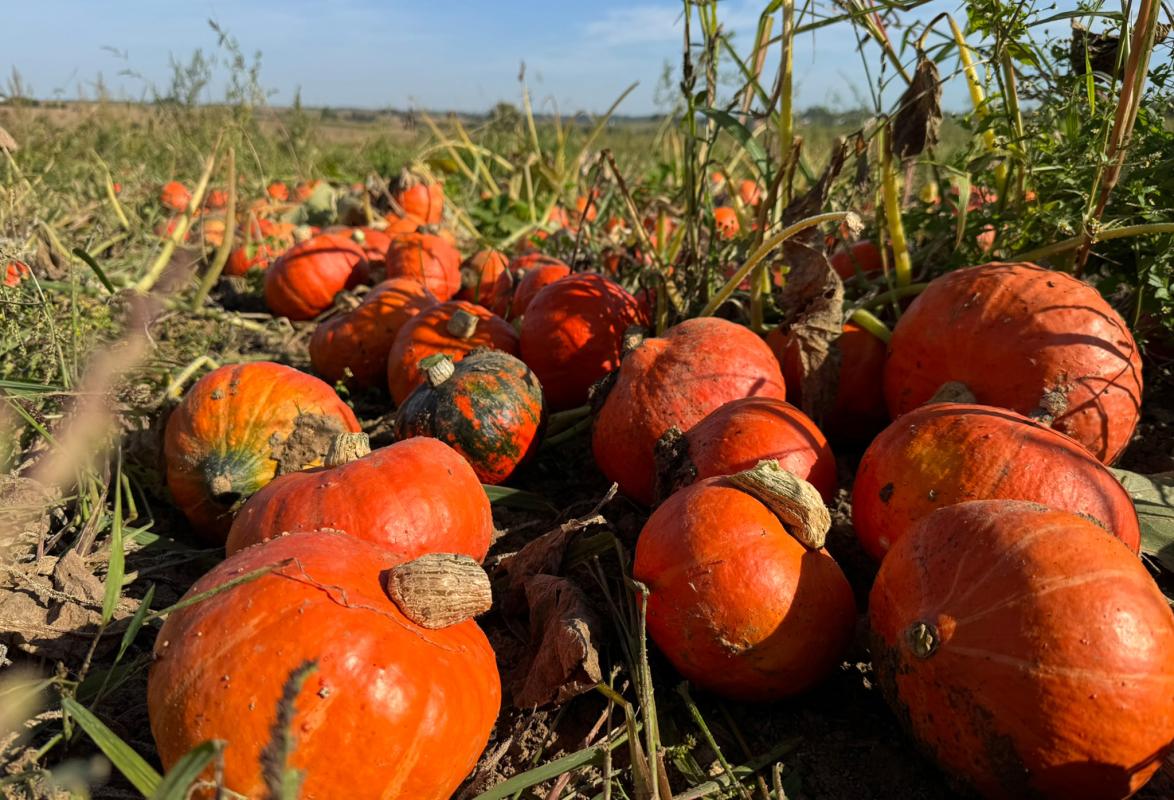 Kürbisse
