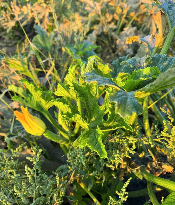 Zucchini im Herbst mit Mehltau