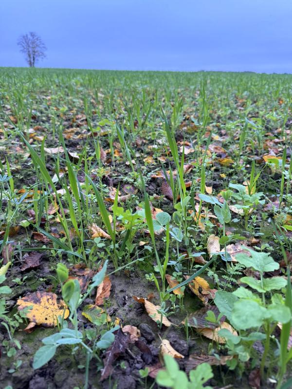 Gründüngung auf dem Acker